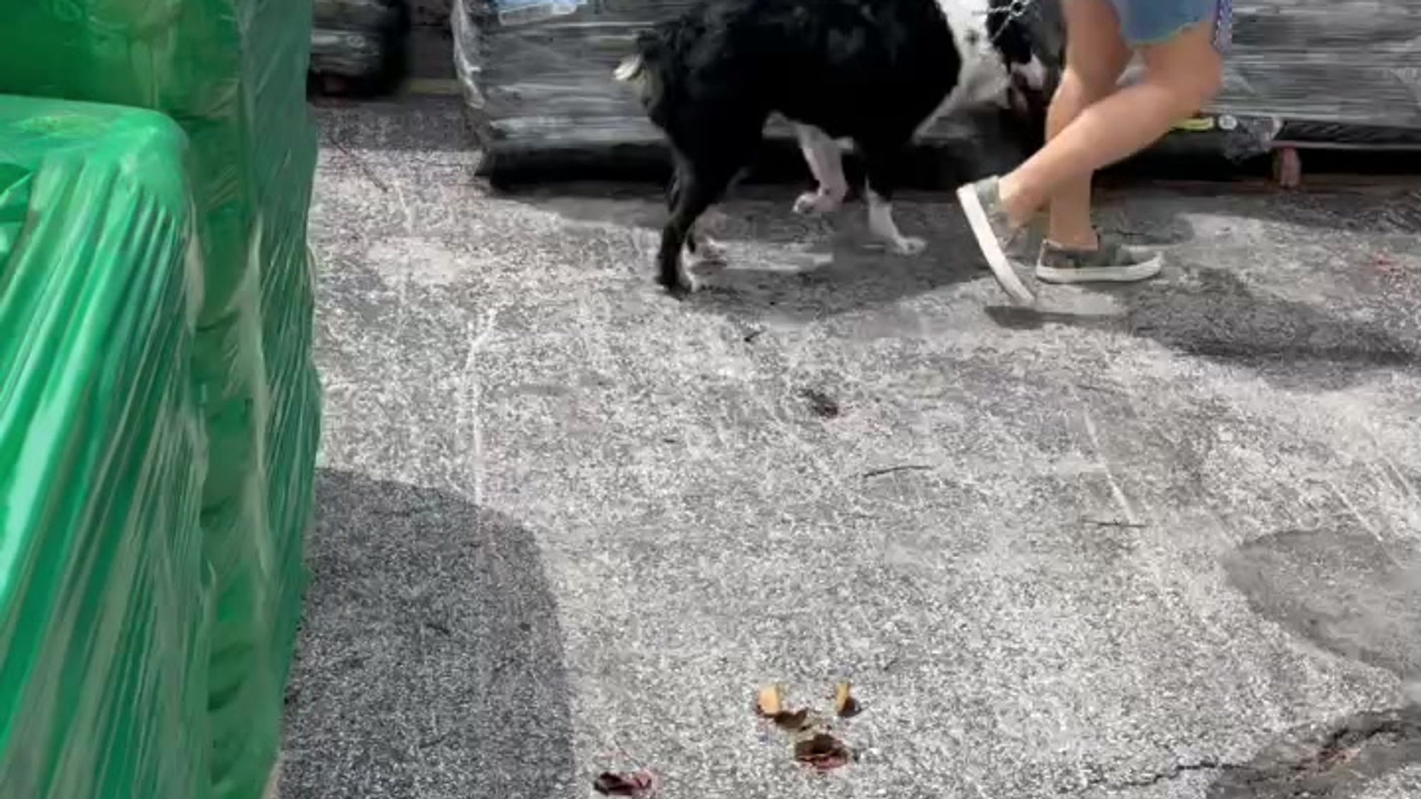This is our second on leash basic obedience session.